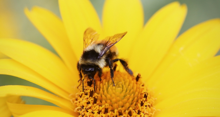 Specialization Is for Insects- Embracing a Growth Mindset