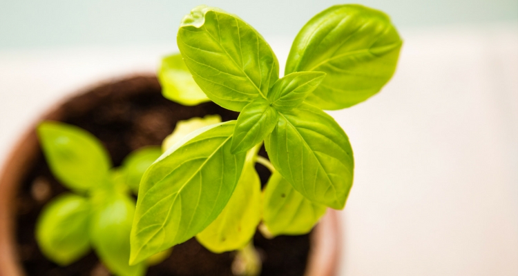How Differentiation Fosters a Growth Mindset